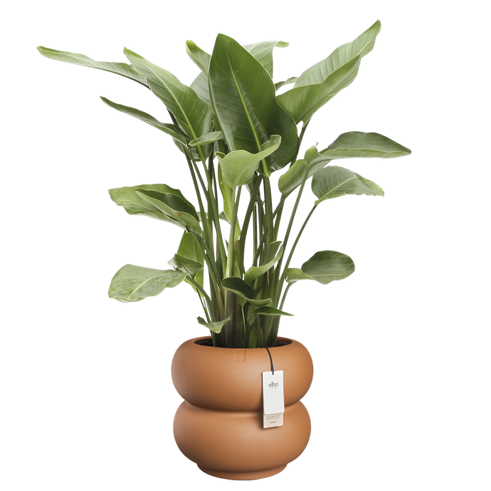 amber roll low 43cm karamel